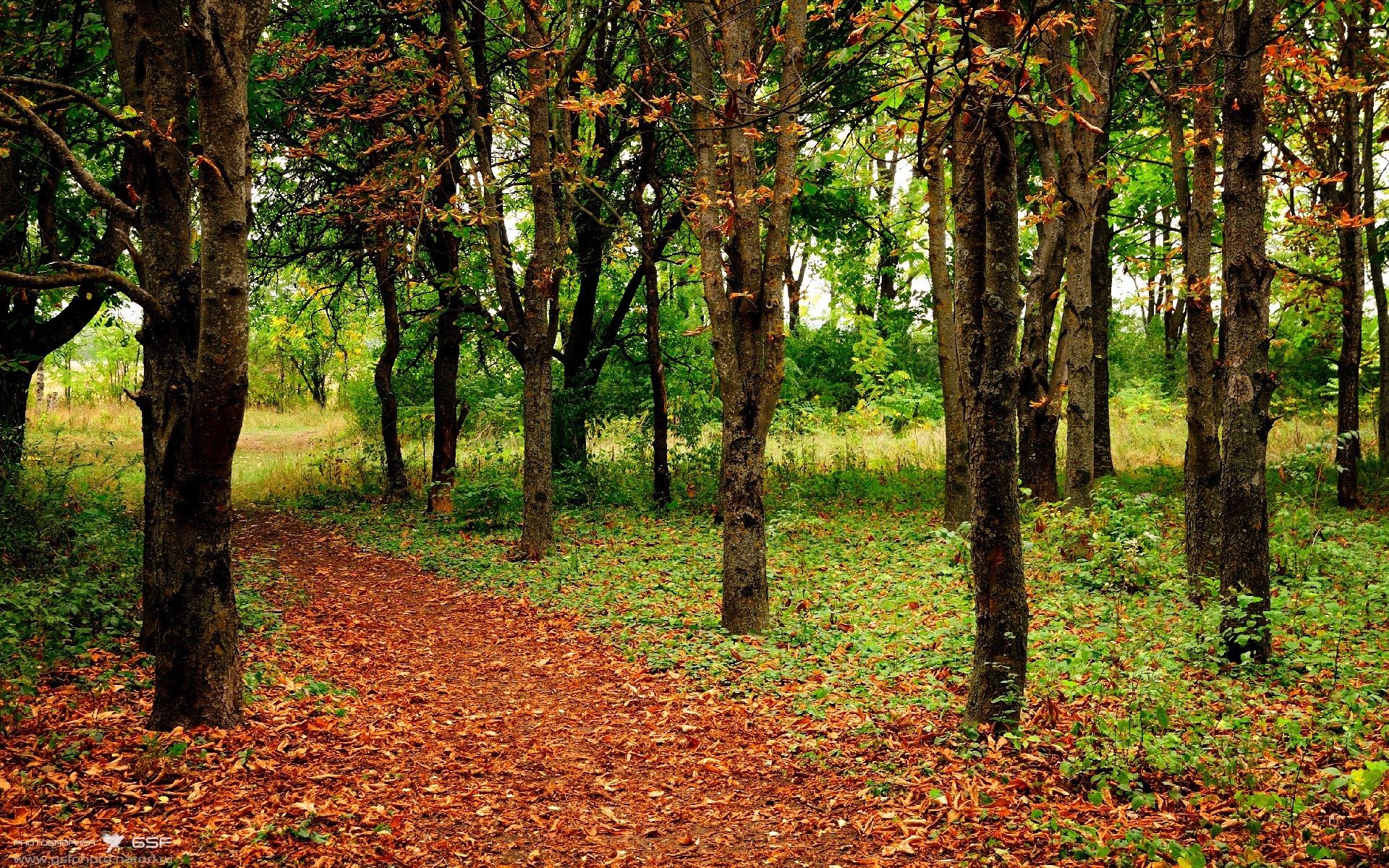 绿茵之舞,内马尔引领南非逆袭智利