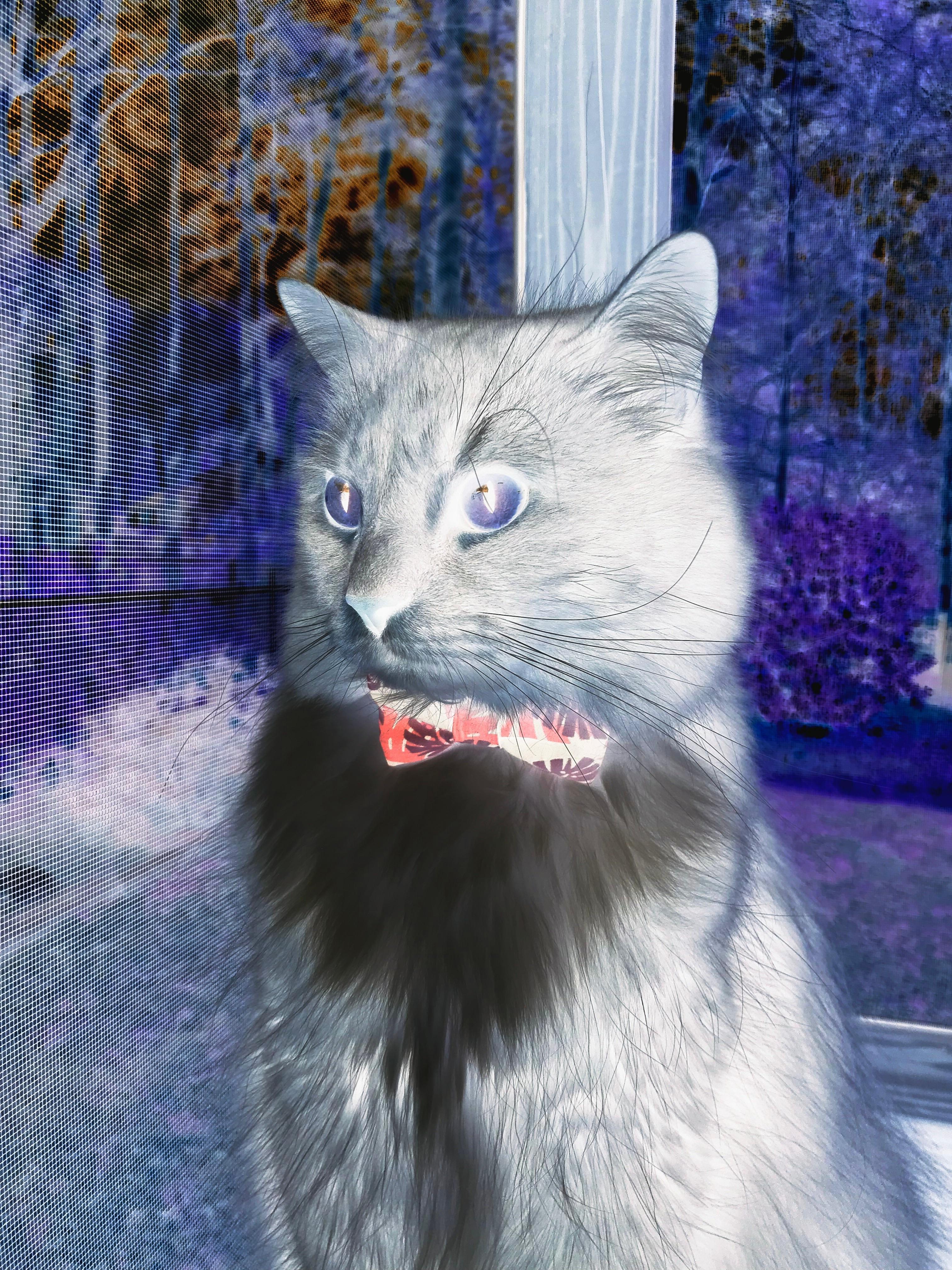 从维也纳到多哈，当团队机器碾碎武士梦想—罗德里如何成为西班牙的奥地利式答案